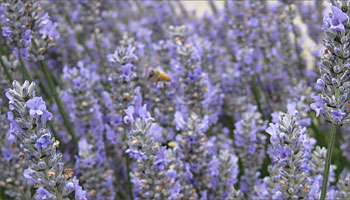 Bees pollinating the lavender