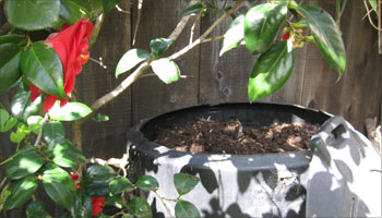 black_backyard_bin
