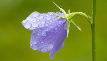 rain_campanula