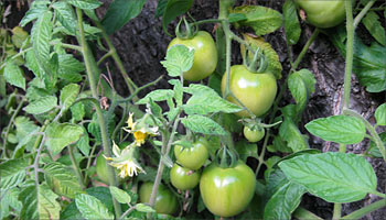 green-tomatoes-cu_350