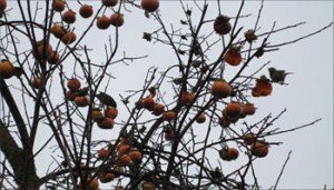 Birds munch on the persimmons