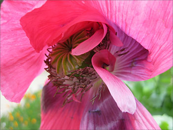 grief-poppy-350