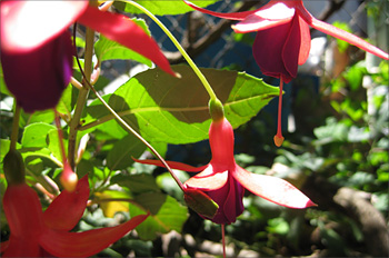 fuschias-350