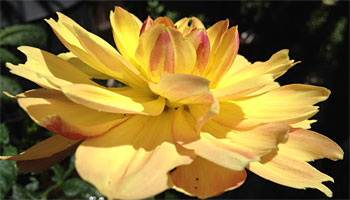 first-dahlia-350