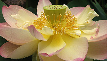 lotus-2